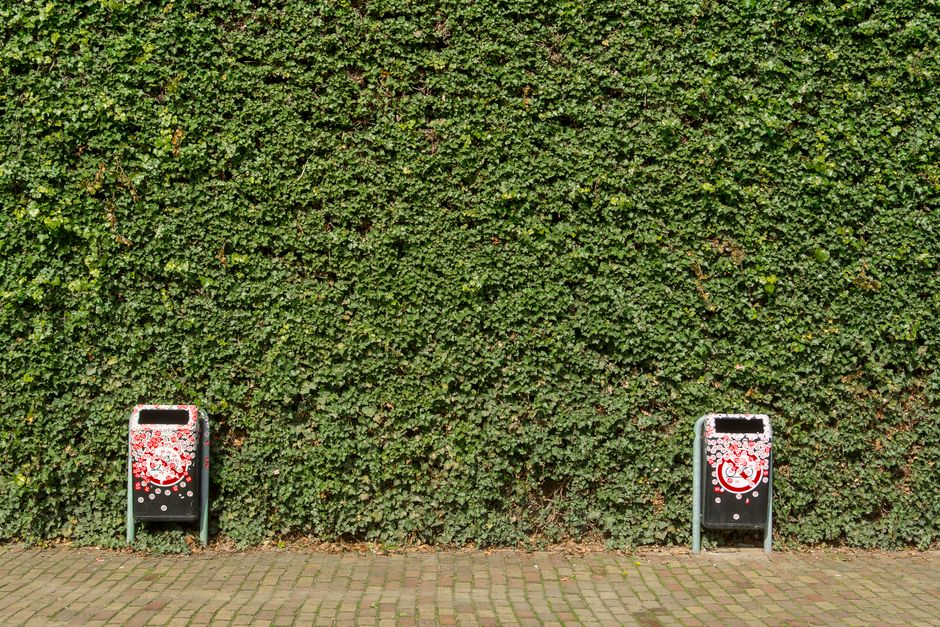 Image depicting a lush green wall of dense ivy with two black floral waste bins positioned on a brick pavement in front. The bins are decorated with red and white floral patterns, matching the nearby