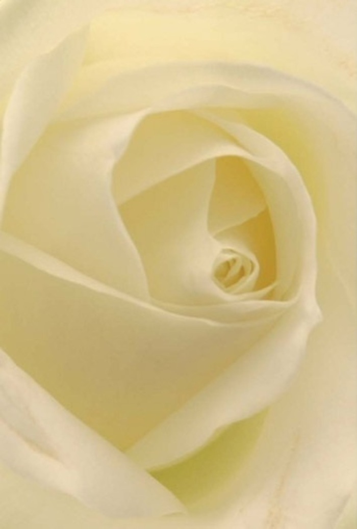 Captured in breathtaking detail, this white rose from a Kentish Town florist is a study in sophistication and tranquility. Each petal blends tonal whites and hints of buttercream, their layered arrangement echoing the soft, diffused light streaming through local townhouse windows. The spiral core is near-perfect-radiating purity, resilience, and a calm confidence that suits everything from a wedding centrepiece to a heartfelt apology. Nuances in colour and shadow reflect the artistry behind the bloom, highlighting the natural variations that elevate its simple beauty. The rose's serenity and gentle, clean fragrance evoke the peacefulness of nearby Gospel Oak, making it a universal symbol for cherished moments-romance, remembrance, or fresh beginnings in the vibrant spirit of Kentish Town. Every aspect of the flower tells of meticulous selection and local expertise, ensuring that each bouquet delivers the right emotion, crafted by a florist who knows the heart of the community.